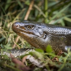 Bellatorias major at Lamington National Park - 5 Sep 2023 by trevsci