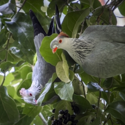 Lopholaimus antarcticus (Topknot Pigeon) at Lamington National Park - 5 Sep 2023 by trevsci