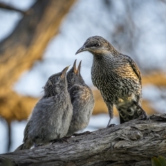 Anthochaera chrysoptera (Little Wattlebird) at South West Rocks, NSW - 15 Sep 2023 by trevsci