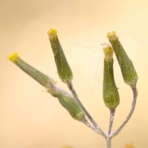 Senecio quadridentatus at Lake Burley Griffin West - 3 Nov 2023 12:02 PM