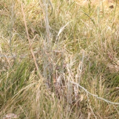 Senecio quadridentatus at Lake Burley Griffin West - 3 Nov 2023 12:02 PM