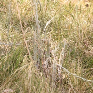 Senecio quadridentatus at Lake Burley Griffin West - 3 Nov 2023 12:02 PM