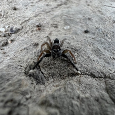 Unidentified Jumping or peacock spider (Salticidae) at Cohuna, VIC - 29 Oct 2023 by SimoneC