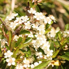 Pyracantha fortuneana (Firethorn) at Blue Gum Point to Attunga Bay - 3 Nov 2023 by ConBoekel