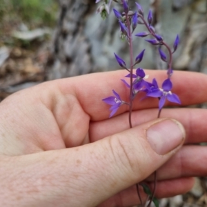 Veronica perfoliata at QPRC LGA - 8 Nov 2023