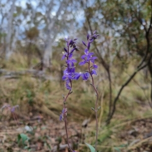 Veronica perfoliata at QPRC LGA - 8 Nov 2023