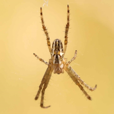 Plebs bradleyi (Enamelled spider) at Blue Gum Point to Attunga Bay - 3 Nov 2023 by ConBoekel