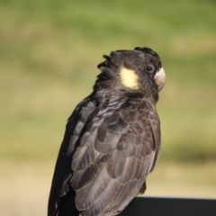 Zanda funerea (Yellow-tailed Black-Cockatoo) at Mannus State Forest - 30 Oct 2023 by SimoneC