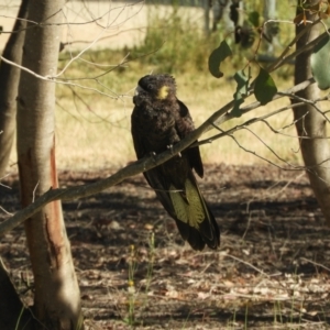 Zanda funerea at Mannus State Forest - 31 Oct 2023