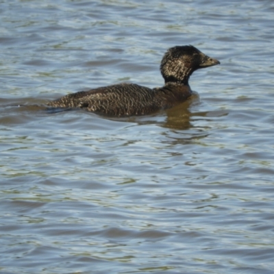 Biziura lobata (Musk Duck) at Mannus State Forest - 31 Oct 2023 by SimoneC