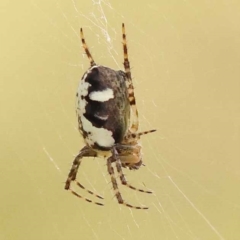 Unidentified Spider (Araneae) at Yarralumla, ACT - 3 Nov 2023 by ConBoekel