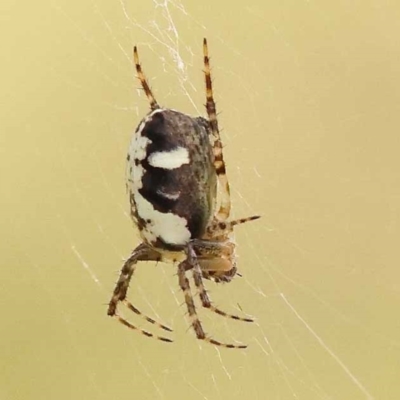 Unverified Spider - 1 Jan 1900 by ConBoekel