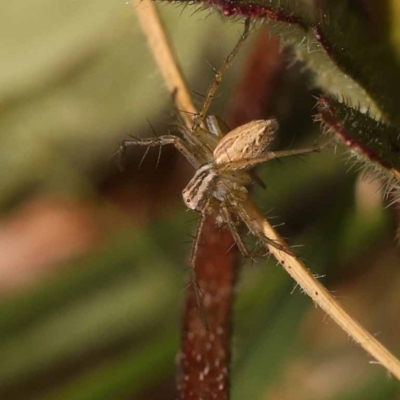 Oxyopes (genus) (Lynx spider) at Blue Gum Point to Attunga Bay - 3 Nov 2023 by ConBoekel