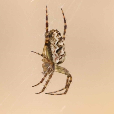 Unidentified Orb-weaving spider (several families) at Blue Gum Point to Attunga Bay - 3 Nov 2023 by ConBoekel
