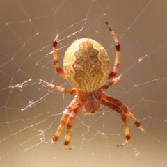 Salsa fuliginata (Sooty Orb-weaver) at Lake Burley Griffin West - 3 Nov 2023 by ConBoekel