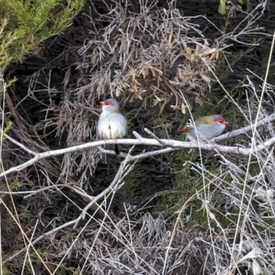 Neochmia temporalis (Red-browed Finch) at Belconnen, ACT - 7 Nov 2023 by drbb