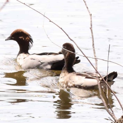 Chenonetta jubata (Australian Wood Duck) at Lake Burley Griffin West - 3 Nov 2023 by ConBoekel