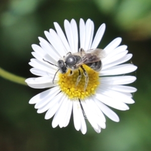 Lasioglossum (Chilalictus) lanarium at Lake Tuggeranong - 8 Nov 2023