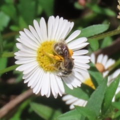 Lasioglossum (Chilalictus) lanarium at Lake Tuggeranong - 8 Nov 2023