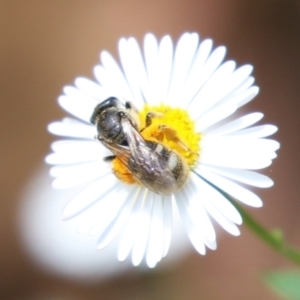 Lasioglossum (Chilalictus) lanarium at Lake Tuggeranong - 8 Nov 2023