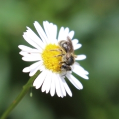 Lasioglossum (Chilalictus) lanarium at Lake Tuggeranong - 8 Nov 2023