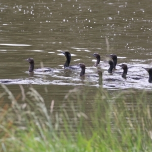 Phalacrocorax sulcirostris at Lake Tuggeranong - 8 Nov 2023 12:27 PM