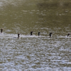 Phalacrocorax sulcirostris at Lake Tuggeranong - 8 Nov 2023