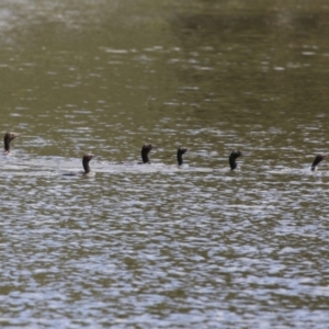 Phalacrocorax sulcirostris at Lake Tuggeranong - 8 Nov 2023