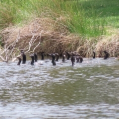 Phalacrocorax sulcirostris at Lake Tuggeranong - 8 Nov 2023 12:27 PM