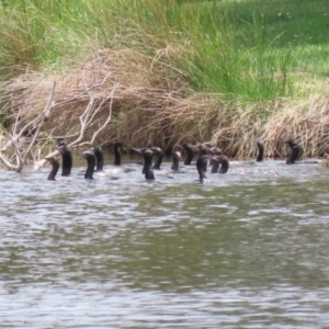 Phalacrocorax sulcirostris at Lake Tuggeranong - 8 Nov 2023