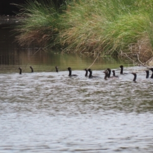 Phalacrocorax sulcirostris at Lake Tuggeranong - 8 Nov 2023