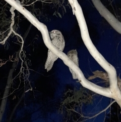 Podargus strigoides (Tawny Frogmouth) at Latham, ACT - 8 Nov 2023 by VanceLawrence