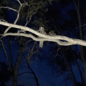 Podargus strigoides at Umbagong District Park - 8 Nov 2023