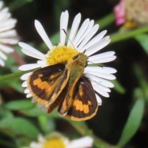 Ocybadistes walkeri at Lake Tuggeranong - 8 Nov 2023