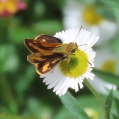 Ocybadistes walkeri at Lake Tuggeranong - 8 Nov 2023