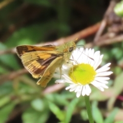 Ocybadistes walkeri at Lake Tuggeranong - 8 Nov 2023