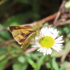 Ocybadistes walkeri at Lake Tuggeranong - 8 Nov 2023