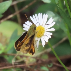 Ocybadistes walkeri at Lake Tuggeranong - 8 Nov 2023