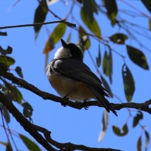 Pachycephala rufiventris at Lake Tuggeranong - 8 Nov 2023