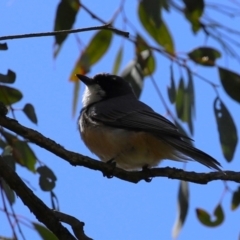 Pachycephala rufiventris at Lake Tuggeranong - 8 Nov 2023