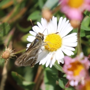 Taractrocera papyria at Lake Tuggeranong - 8 Nov 2023