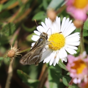 Taractrocera papyria at Lake Tuggeranong - 8 Nov 2023