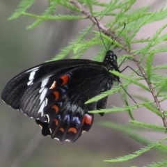 Papilio aegeus (Orchard Swallowtail, Large Citrus Butterfly) at Lake Tuggeranong - 8 Nov 2023 by RodDeb