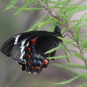 Papilio aegeus at Lake Tuggeranong - 8 Nov 2023