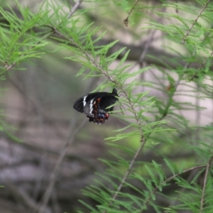 Papilio aegeus at Lake Tuggeranong - 8 Nov 2023