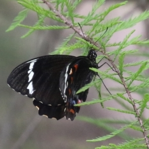 Papilio aegeus at Lake Tuggeranong - 8 Nov 2023 12:04 PM