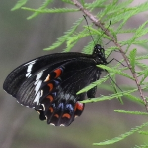 Papilio aegeus at Lake Tuggeranong - 8 Nov 2023 12:04 PM