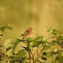 Cisticola exilis (Golden-headed Cisticola) at Mannus State Forest - 31 Oct 2023 by SimoneC