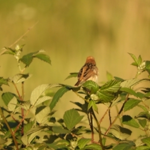 Cisticola exilis at Mannus State Forest - 31 Oct 2023 05:57 PM