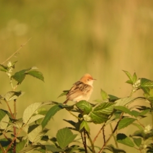 Cisticola exilis at Mannus State Forest - 31 Oct 2023 05:57 PM